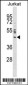 NUP43 Antibody (Center)